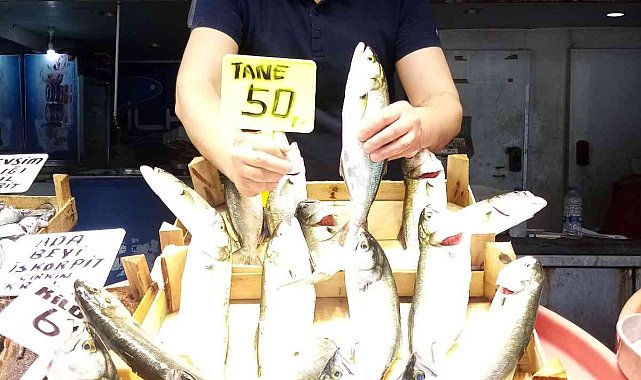 Marmara'da lüfer bereketi