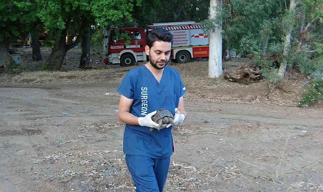 Marmaris&#039;teki Yangında dumandan zehirlenen kaplumbağa hayata döndürüldü
