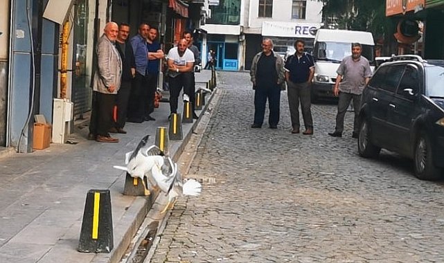 Martıların kavgasını film izler gibi izlediler