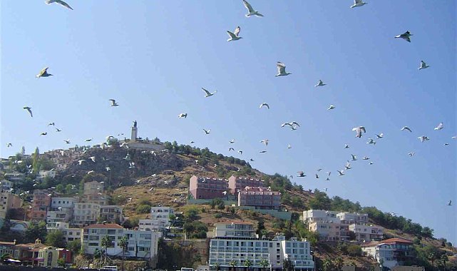 Martının yuttuğu olta iğnesi ameliyatla çıkarıldı