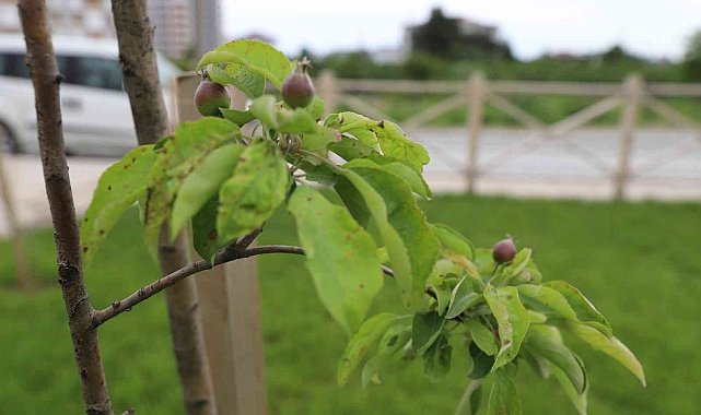 Melet meyve bahçesine dönüştü