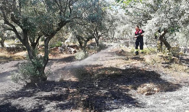 Menteşe&#039;de zeytinlik yangını