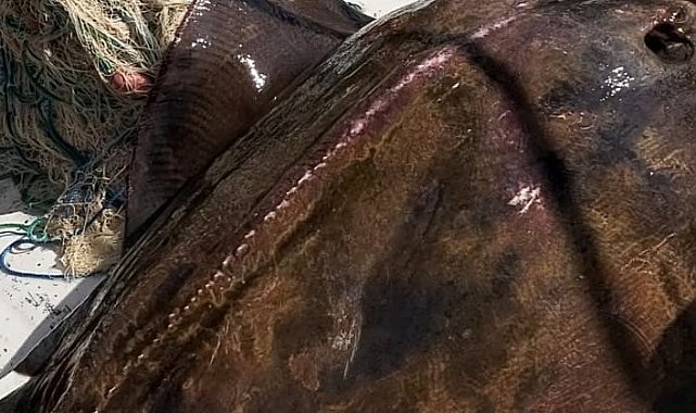 Mersin'de balıkçılar 200'er kiloluk 2 vatoz yakaladı