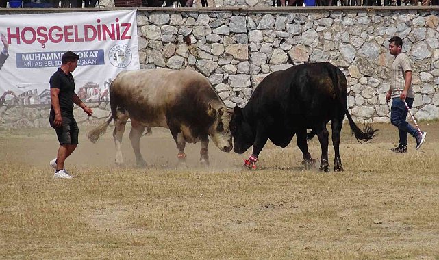 Milas'ta boğa güreşleri nefes kesti