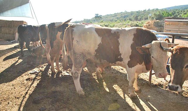 Milas&#039;ta kurbanlık satışları başladı