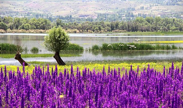Mor çiçek tarlası görsel şölen oluşturdu