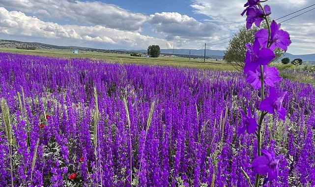 Mor renkli yabani otlar görenleri hayran bırakıyor