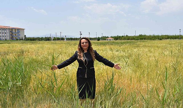 MTÜ&#039;den tahıl üretimine destek