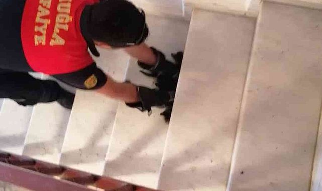 Muğla'da kedi operasyonu