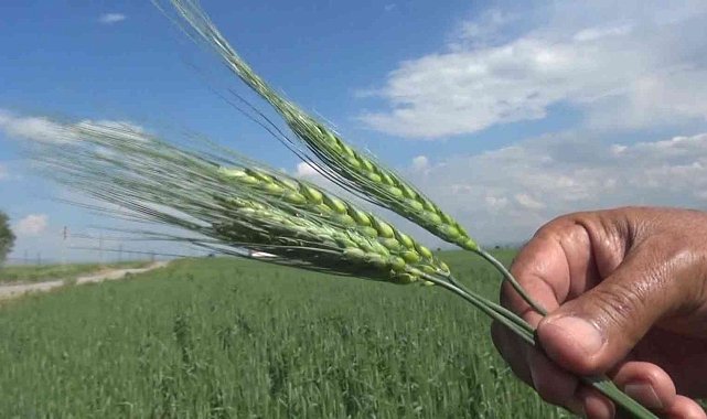 Muş'ta çiftçiler arpa ve buğday veriminde yüzde 75 artış bekliyor