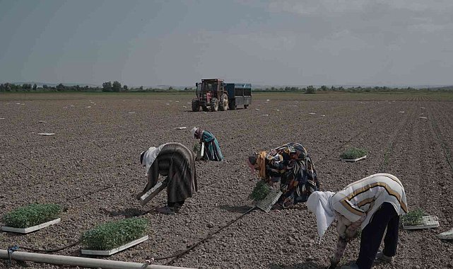 Mustafakemalpaşa'da 280 bin ton salçalık domates ekimi başladı