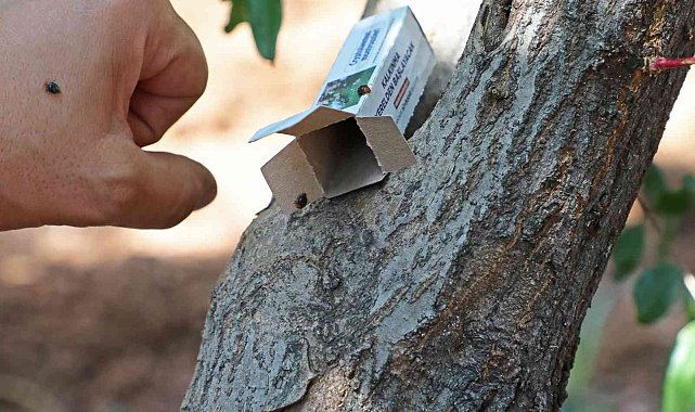 Narenciye ve nar ağaçlarını avcı böcek koruyacak