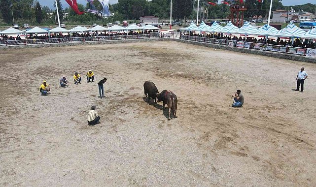 Nazilli 2. Geleneksel Boğa Güreşi Festivali yapıldı