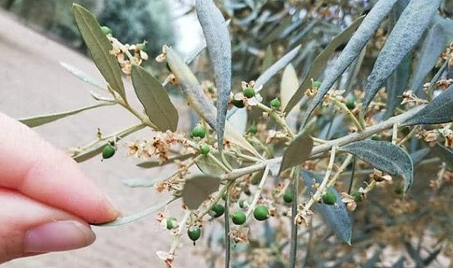 Nazilli İlçe Tarım ve Orman Müdürlüğü üreticileri 'zeytin güvesi'ne karşı uyardı