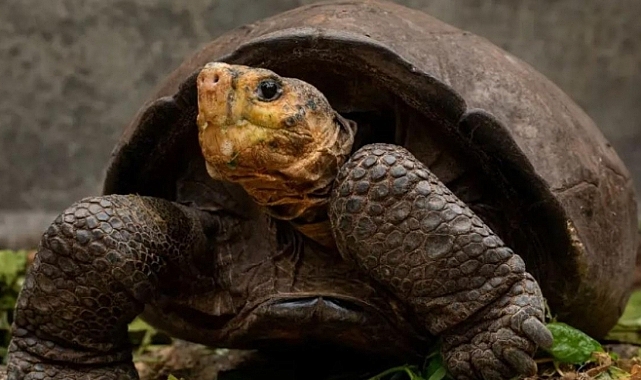 Nesli tükendiği düşünülen kaplumbağa 100 yıl sonra ortaya çıktı!