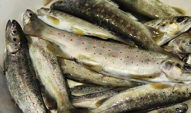 Nesli tükenen Kırmızı benekli alabalık avlayan bir kişi yakalandı