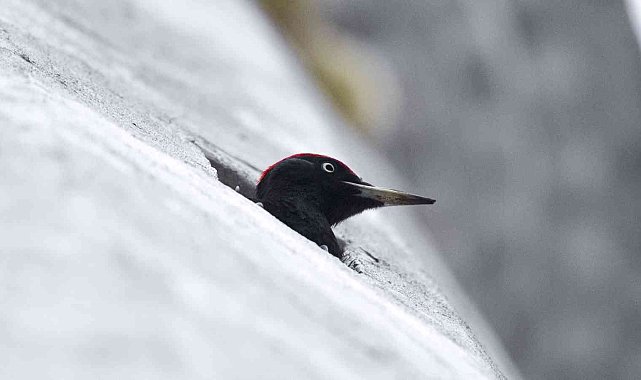 O Ağaçkakan değil 'Minarekakan"