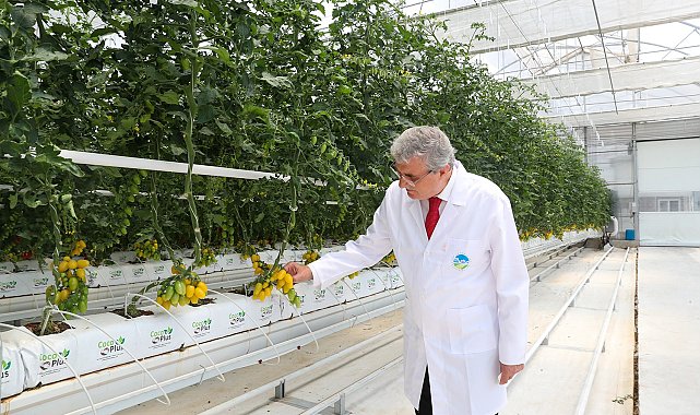 O merkezde yılda 1250 ton domates üretimi hedefleniyor