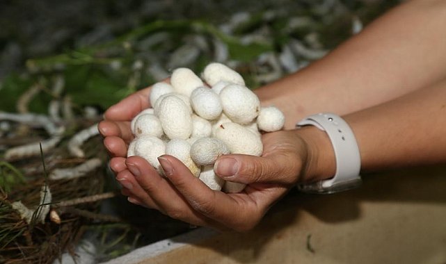 Ordu'da 'ipek böcekçiliği' dönemi