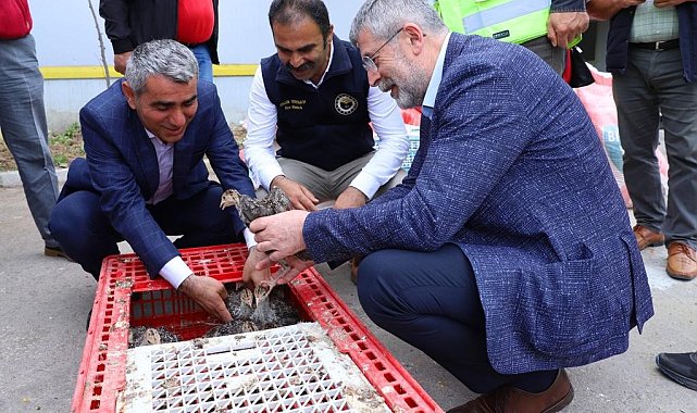 Ordu'da çiftçilere hindi palazı dağıtıldı