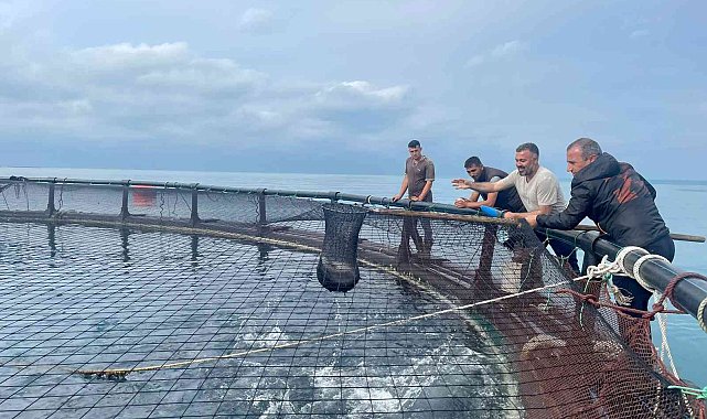 Ordu'dan Rusya'ya ve Japonya'ya Türk somonu