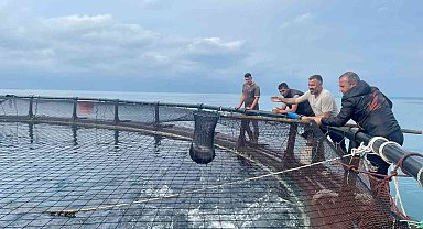 Ordu'dan Rusya'ya ve Japonya'ya Türk somonu