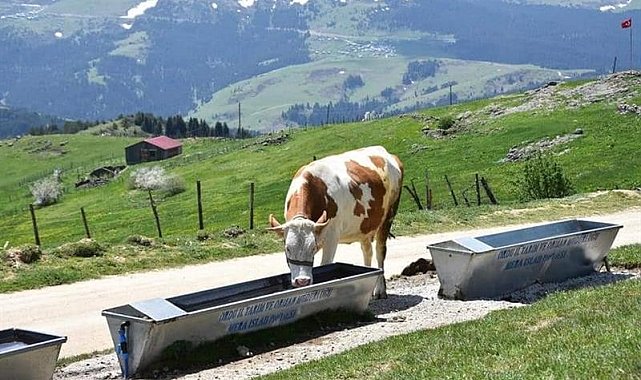 Ordu&#039;nun meralarında ot verimliliği arttırılıyor