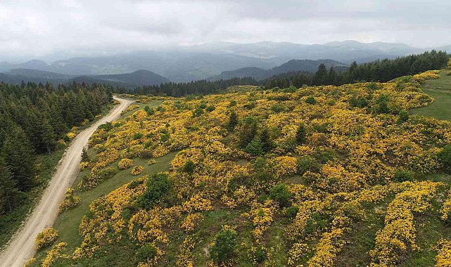 Orman gülleri açtı, yaylalar sarıya boyandı