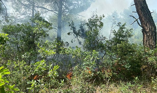 Ormanlık alana düşen yıldırım yangına neden oldu