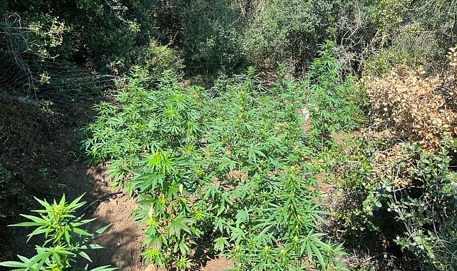 Ormanlık alana ekilen 210 kök kenevir bitkisi imha edildi