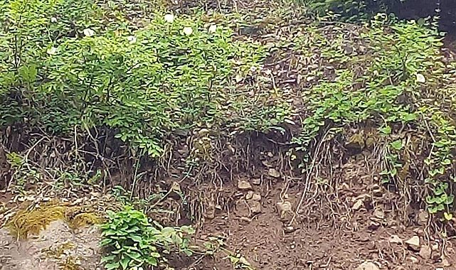 Ormanlık alanda gezinen karaca cep telefonu ile görüntülendi