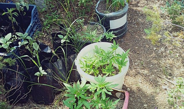 Ormanlık alanda yasadışı ekilen kenevirleri sularken yakalandılar