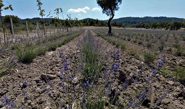 Ortaköy Mesire Alanında lavantalar çiçek açtı