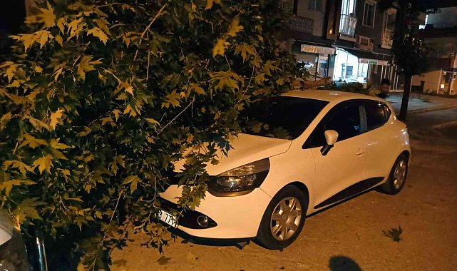 Otomobilin üzerine ağaç dalı devrildi