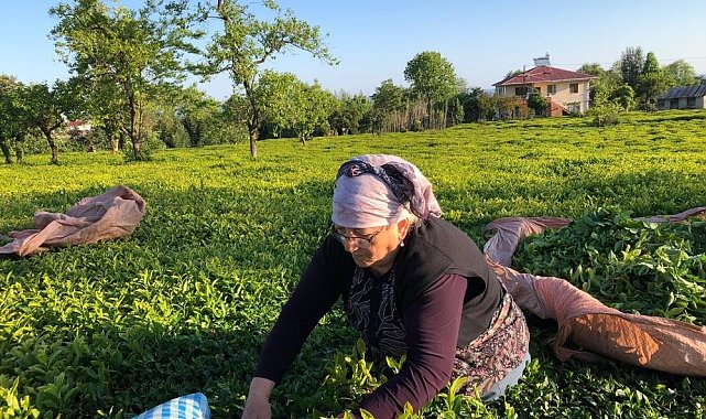 Özel sektör çay alımında ÇAYKUR&#039;u solladı