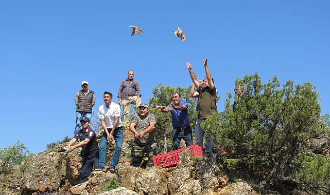 Özenle büyütülen kekliklerin ilk özgür kanat çırpma anları