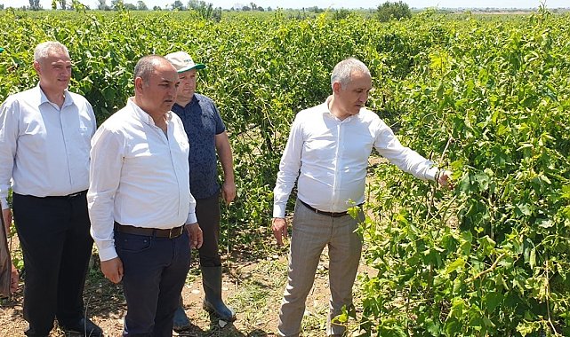 Öztürk, Salihli'de doludan etkilenen tarım arazilerini inceledi