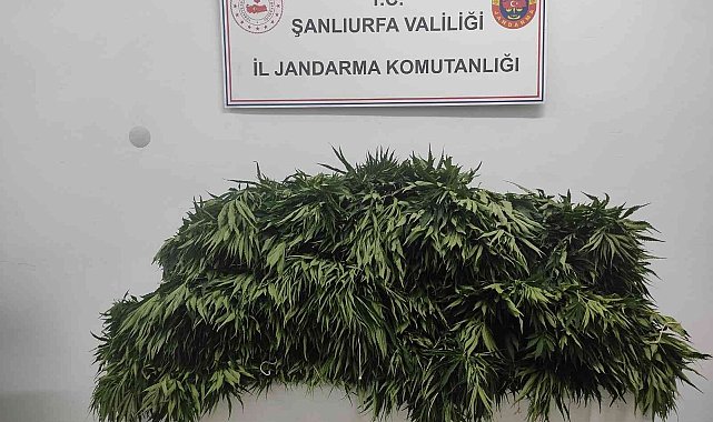 Pamuk tarlasında uyuşturucu operasyonu