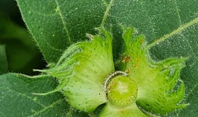 Pamuk üreticilerine yeşil kurt uyarısı