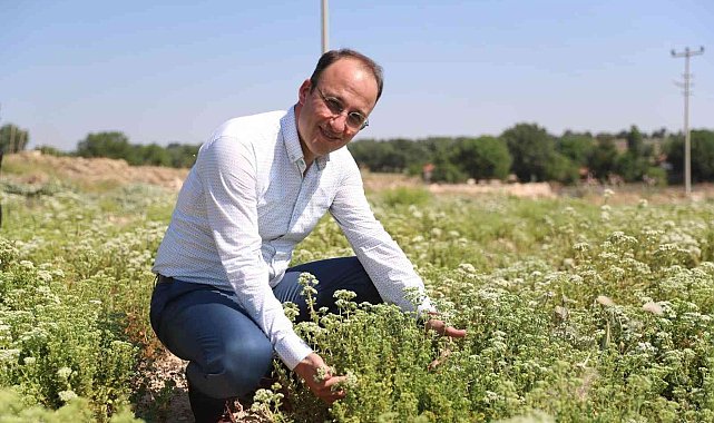 Pamukkale Belediyesi kekik ve lavanta festivali düzenliyor