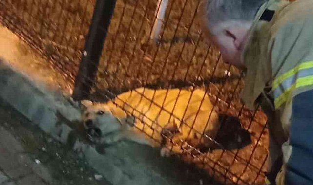 Parkın koruma tellerine sıkışan köpeği itfaiye kurtardı