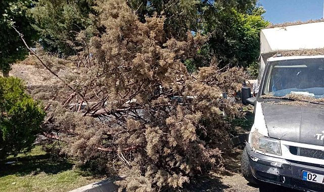 Refüjdeki ağacı devirerek karşı şeride geçti