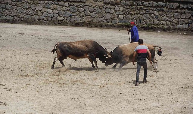 Rize'de boğalar kıyasıya yarıştı