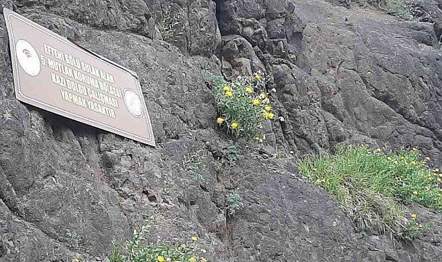 Sadece Düzce&#039;de var