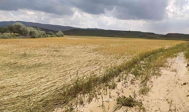 Sağanak yağış ve dolu ekili tarlaları vurdu