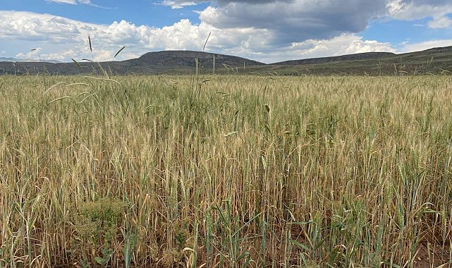Sağanak yağışlar tarlalara can suyu oldu