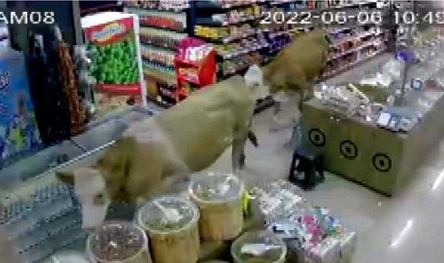 Sahibinin elinden kurtulan kurbanlık inekler markete girdi