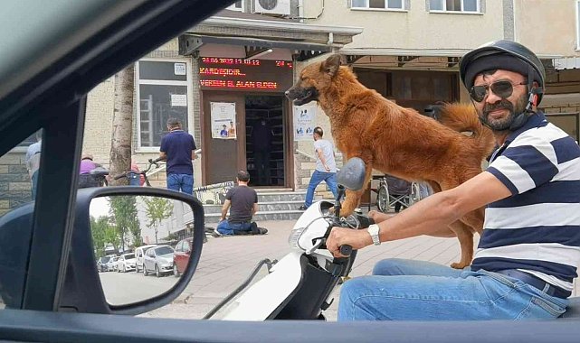 Sahibinin motosikleti üzerinde yolculuk yapan köpek ilgi çekti