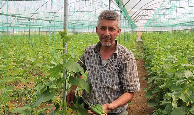 Salatalık tarlada 2, pazarda 5, marketlerde 7 ile 10 lira arası