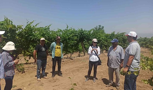 Salihli'de üzüm bağlarında unlu bitle mücadele eğitimi